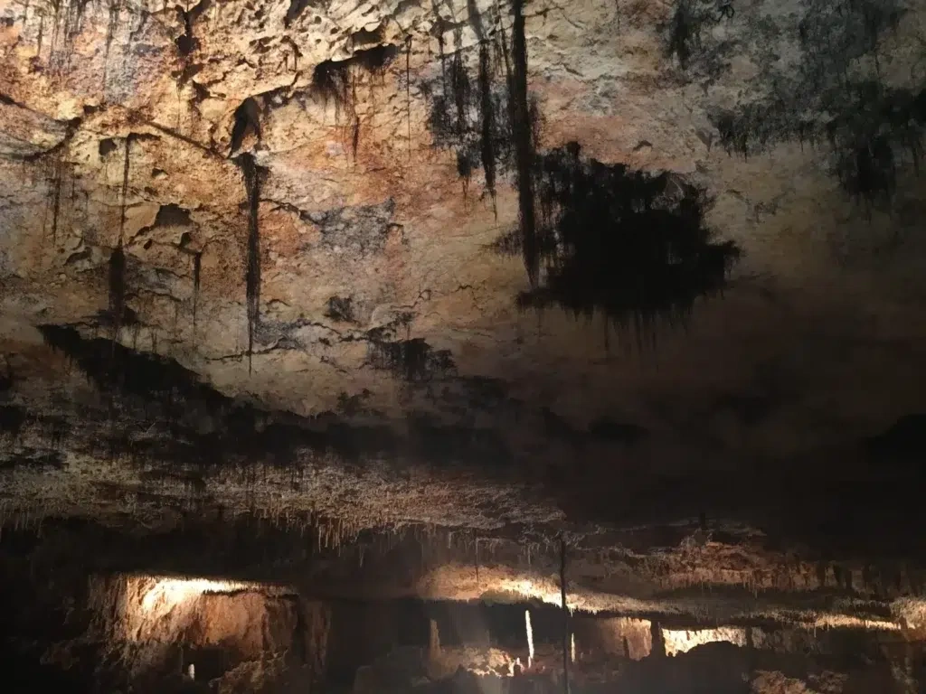 Racines d'arbres visibles dans la Grotte Forestière en Ardèche